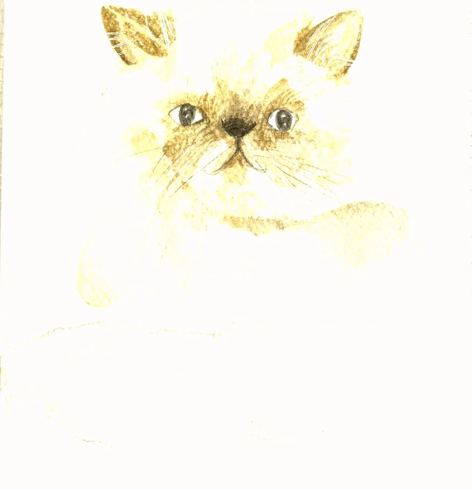 Cat portrait · Chloe
